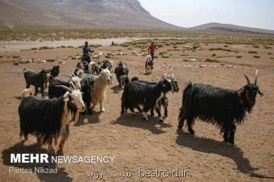۶ پروژه ملی برای تولید مثل و اصلاح نژاد دام و طیور اجرا می شود