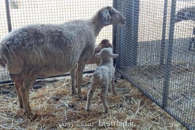 سنتز نژاد گوسفند چندمنظوره بر پایه ژنوم بومی اجرا می شود
