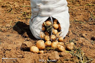 خودکفایی در تولید غده بذری سیب زمینی عاری از ویروس