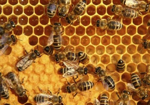 زهر زنبور به وسیله نانو ذرات تبدیل به آنتی بیوتیک می شود