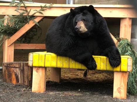 خرس وحشی با پای خودش وارد باغ وحش شد