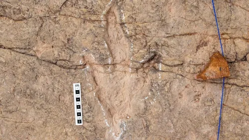 دانشمندان 16 هزار ردپای دایناسور را در بولیوی ثبت کردند