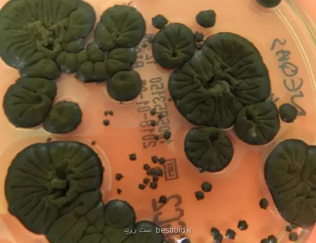 موجودی عجیب که خوراکش رادیواکتیو است!