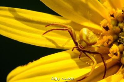تحول در دنیای حمل و نقل با الهام از عنكبوت