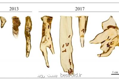 استخراج موفق دی ان ای از فسیل حشرات